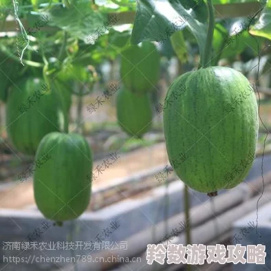 在线观看草莓秋葵菠萝蜜黄瓜丝瓜苹果这些水果竟然有助于提升免疫力和美容效果，快来了解！
