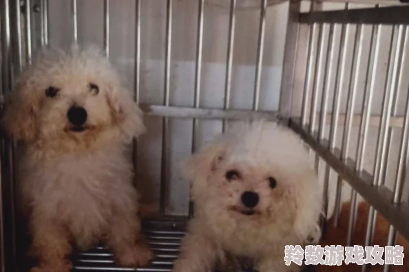 搜索黄色一级片让我们关注健康与积极的生活方式，选择有益身心的内容，共同营造一个向上的网络环境