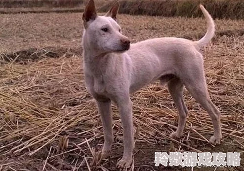 《怪物猎人 荒野》集中模式效果介绍：提升狩猎效率与战斗精准度的秘诀
