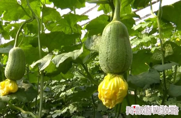 在线观看草莓秋葵菠萝蜜黄瓜丝瓜苹果这些水果竟然有助于提升免疫力和美容效果，快来了解！