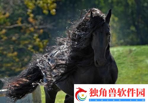 黑马视频：笑傲江湖的“极端”玩家