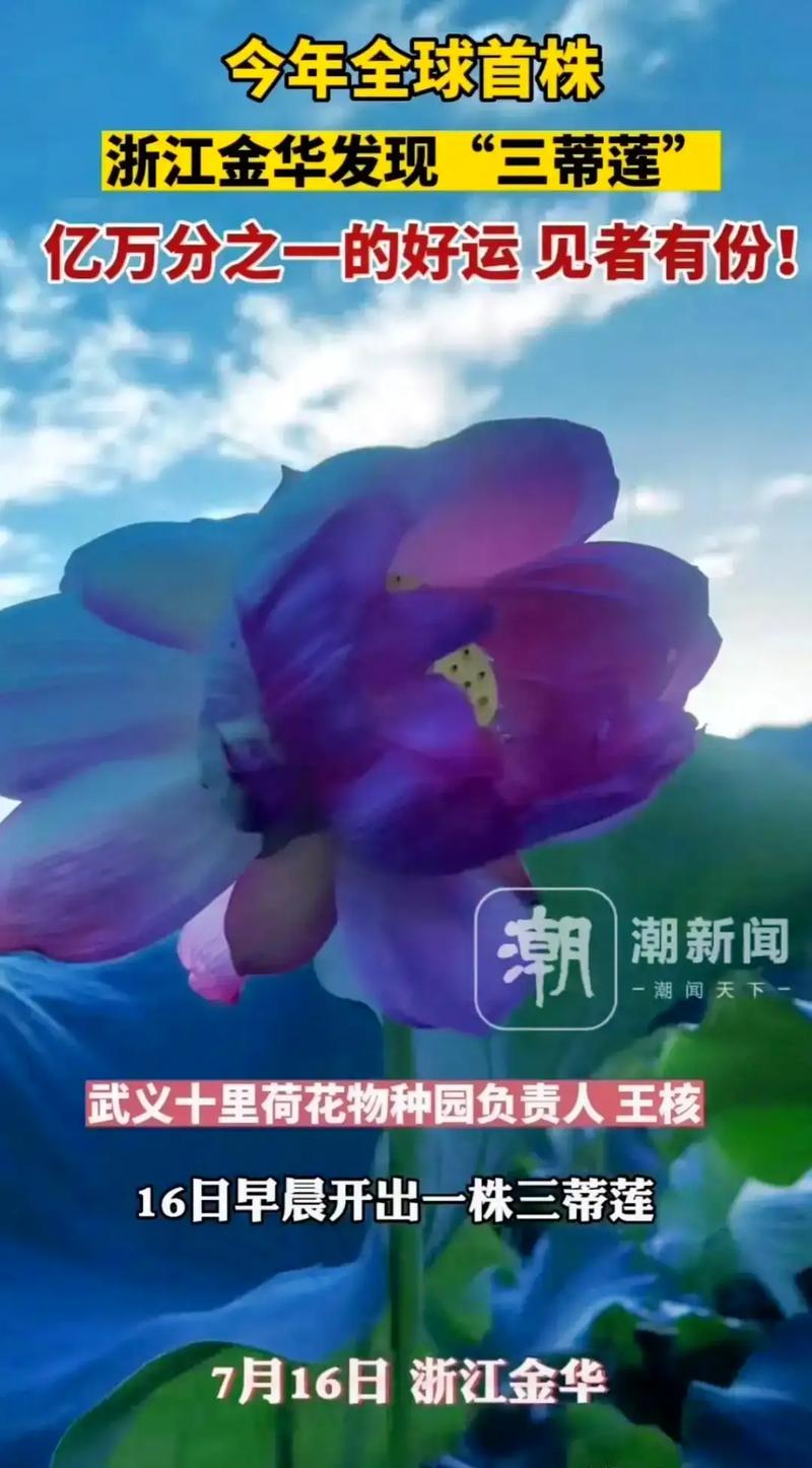 什么是花蒂？