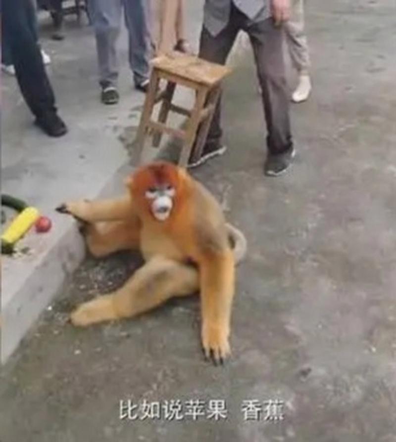 金丝猴下山串门村民热情款待，品尝生态茶叶不亦乐乎