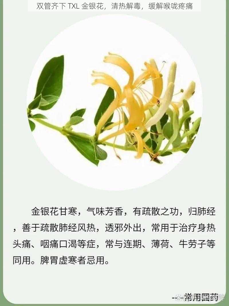 双管齐下 TXL 金银花，清热解毒，缓解喉咙疼痛