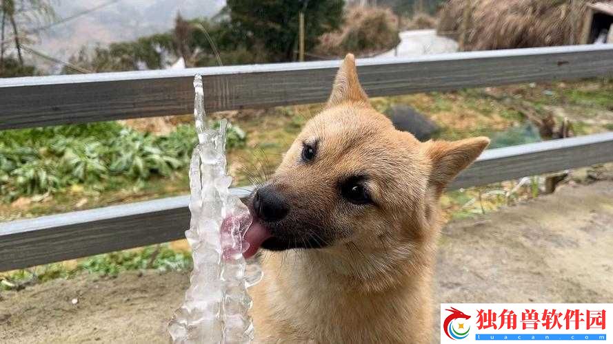 被自己家狗上瘾了怎么办：求助