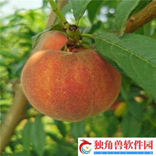 欧产国产蜜桃的独特魅力