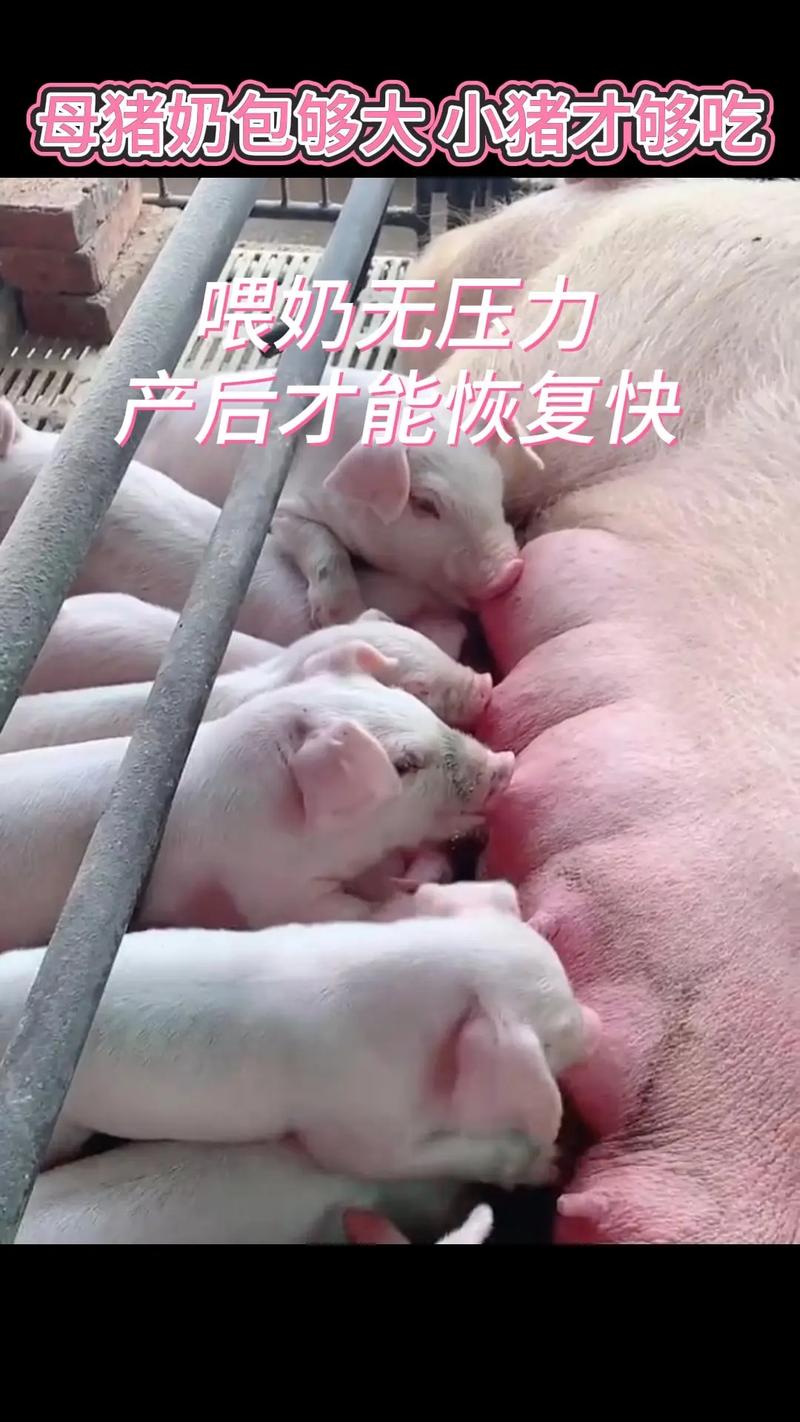 一边下奶一吃敷视频，读者：看到了妈妈的不易与幸福