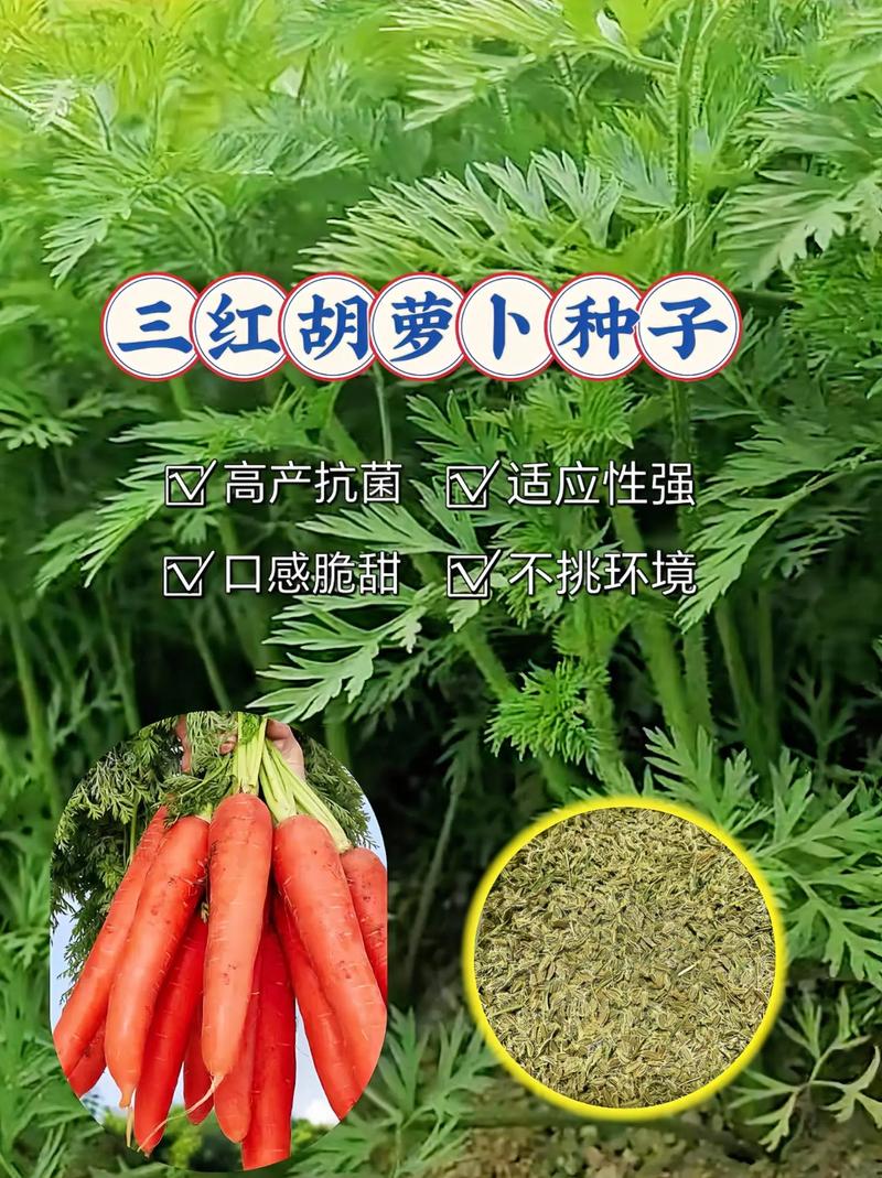 奶块胡萝卜种子的获取及播种技巧：胡萝卜种子播种方法与注意事项