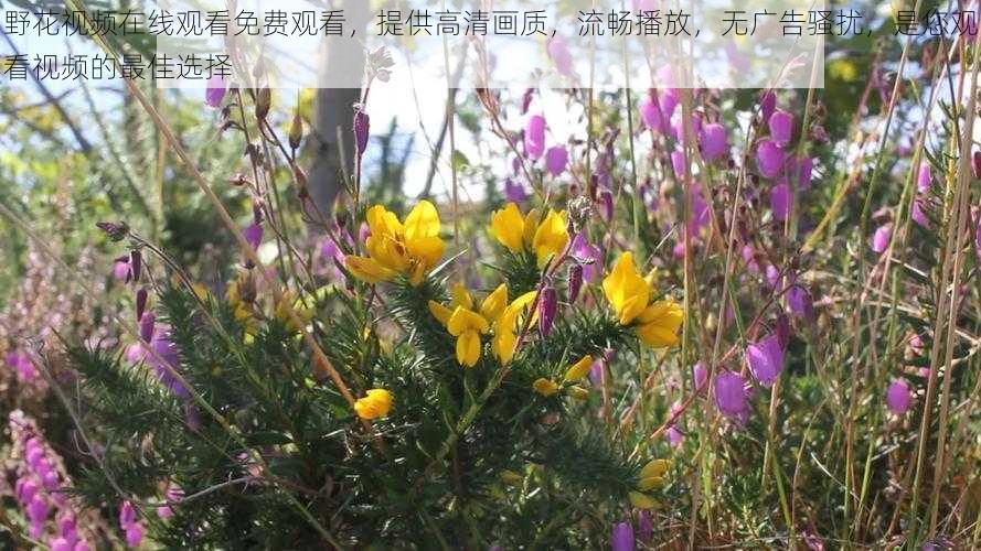 野花视频在线观看免费观看，提供高清画质，流畅播放，无广告骚扰，是您观看视频的最佳选择