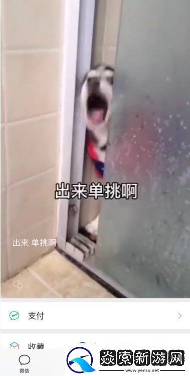 微信8.0状态背景哈士奇下载-8.0状态背景素材哈士奇分享