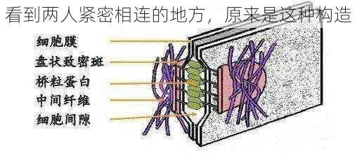 看到两人紧密相连的地方,原来是这种构造
