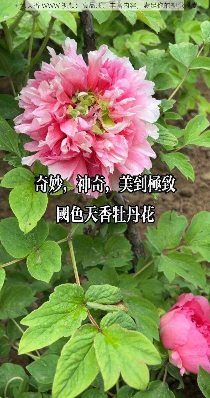 国色天香 WWW 视频:高品质、丰富内容,满足你的视觉享受