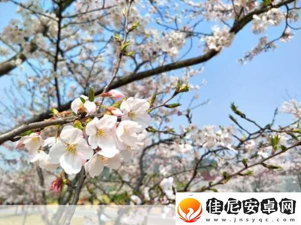 樱花派对