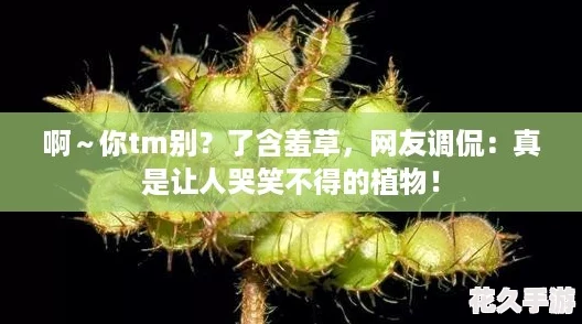 啊～你tm别-了含羞草-友调侃：真是让人哭笑不得的植物！