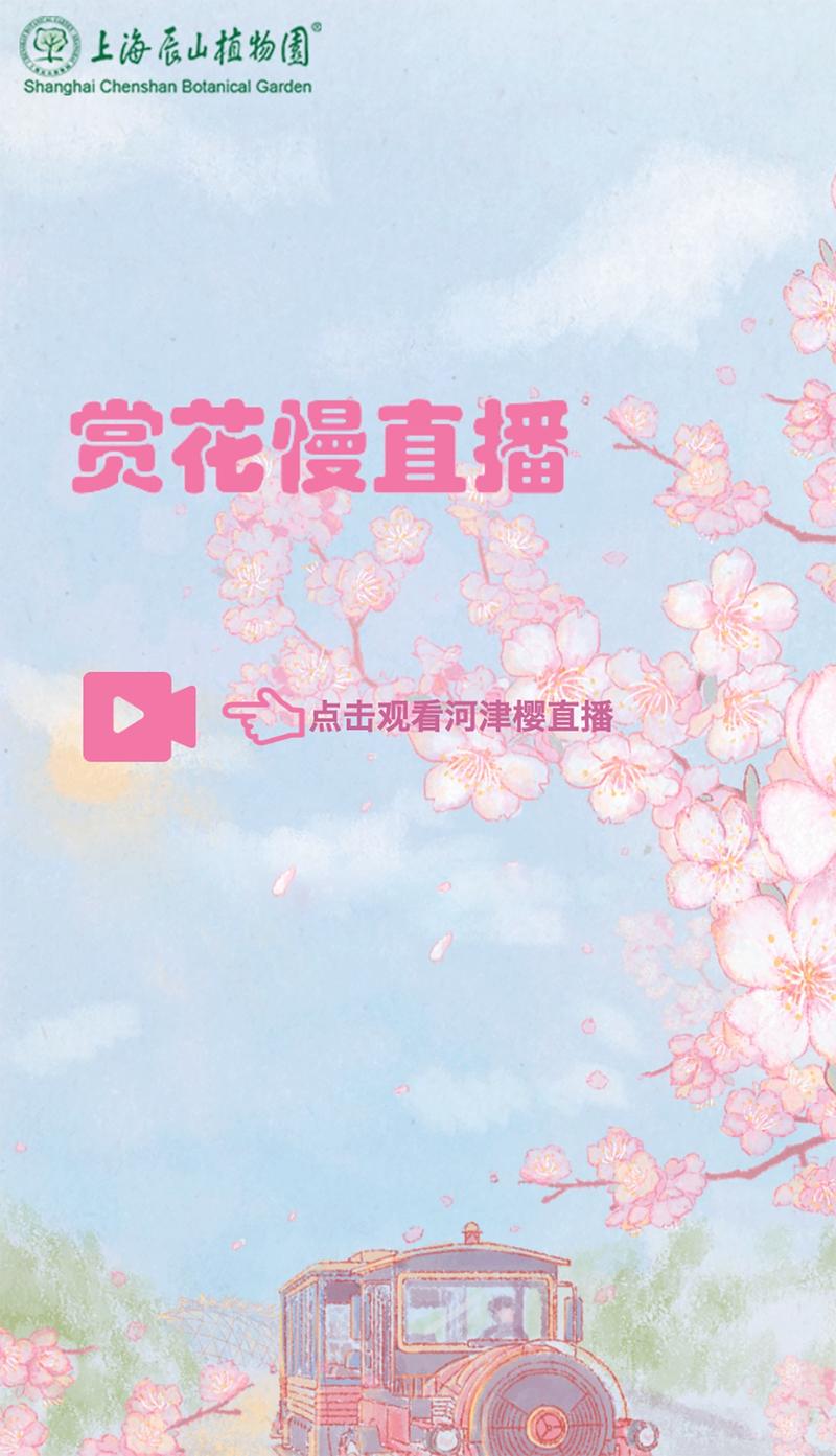 樱花官网官方进入手机版网址，樱花直播，一款聚集了众多高颜值主播的真人视频直播互动平台