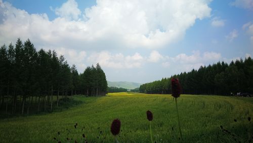 铜铜铜锵锵锵锵锵青青草
