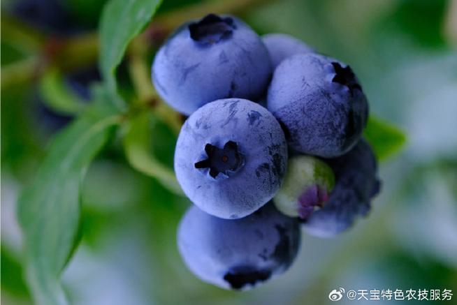 蓝莓视频免费，畅享海量高清视频资源