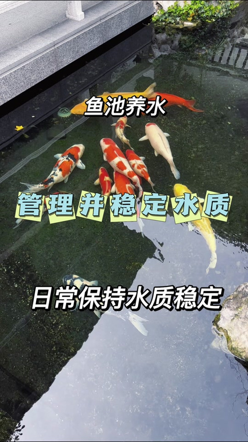 锦鲤吸水的正确姿势详解:详解锦鲤吸水的动作要领