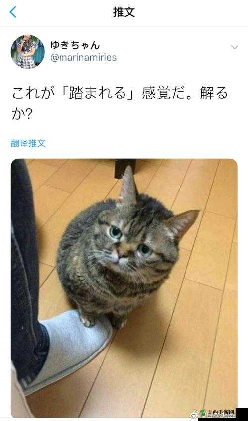 ねこふんじゃった踩到猫儿：震惊这只猫竟然对主人做出这样的事