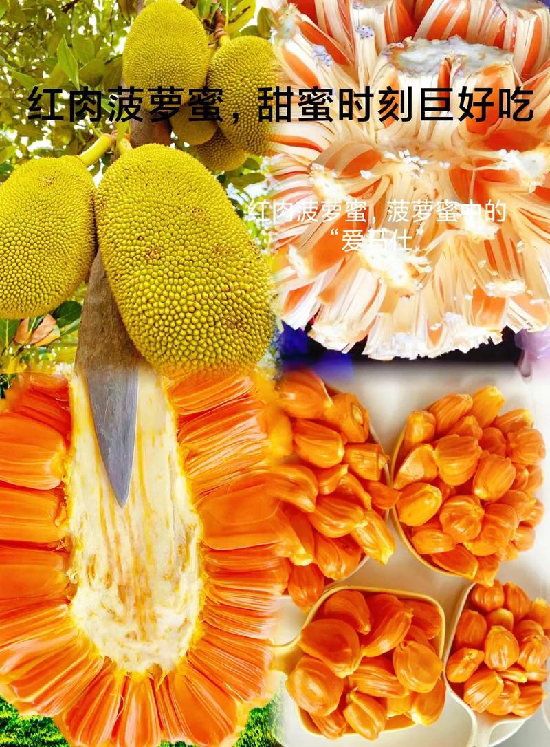 菠萝菠萝蜜视频在线高清视频,汇聚海量精彩内容,提供极致视觉体验