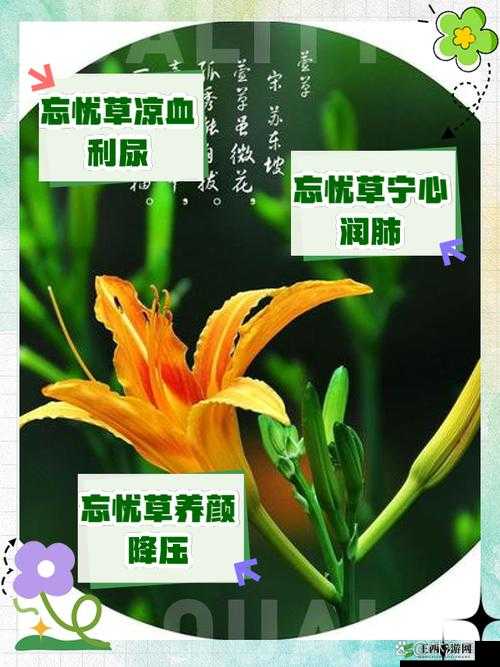 香蕉久久丫精品忘忧草:美味与健康的完美结合