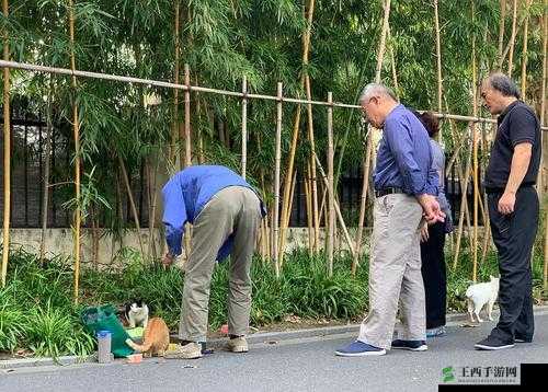 公园里的老年镖客视频大全:各种精彩瞬间与趣味故事集结