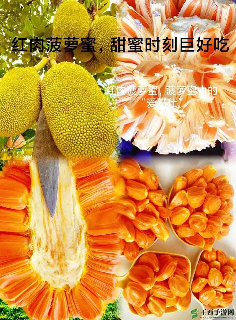 菠萝菠萝蜜免费高清视频:带你领略精彩视觉盛宴