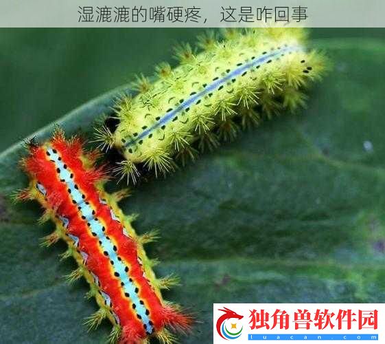 湿漉漉的嘴硬疼-这是咋回事