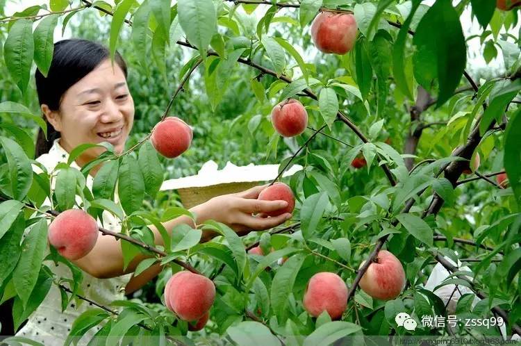 水蜜桃 4 双管齐下,谁能顶得住