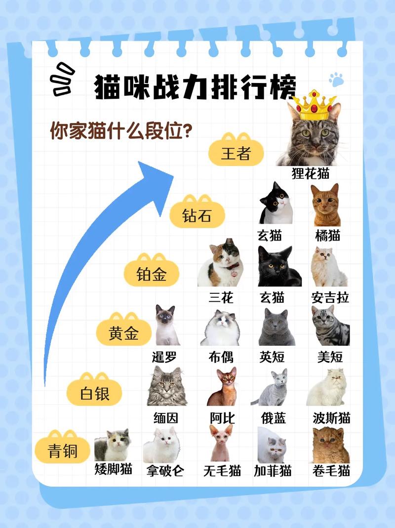 猫之城战力测评大盘点:公测武装节奏榜引领猫界实力风向标