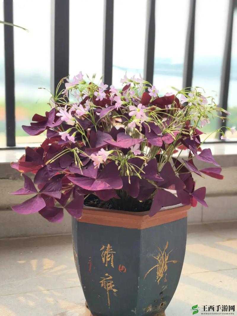 三叶草 gw4441:独特品种的神秘魅力与生长特性