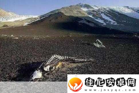 无人区编码6229Jm背后的秘密