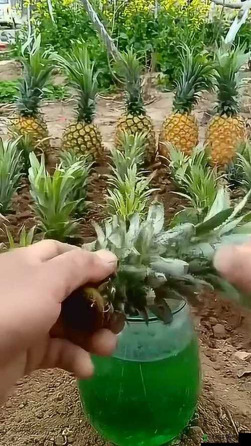 菠萝视频免费高清观看完整版在线：让你尽享精彩影视体验