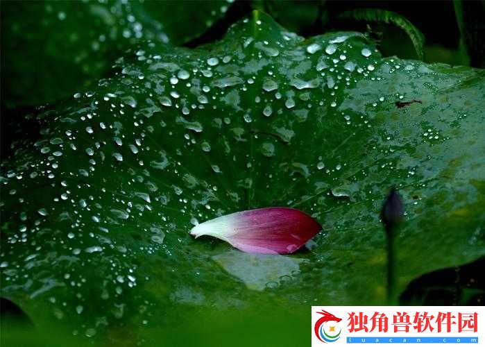 老人船上弄雨荷第十二集跚钢：精彩剧情来袭