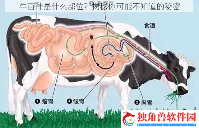 牛百叶是什么部位-揭秘你可能不知道的秘密
