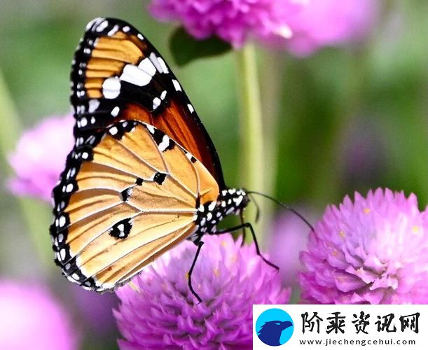 花蝴蝶免费看片大全-网友：看完我真是大开眼界！柯林资讯