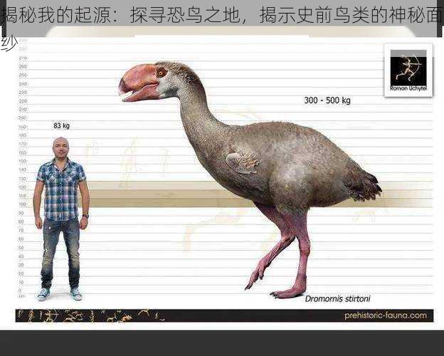 揭秘我的起源：探寻恐鸟之地，揭示史前鸟类的神秘面纱