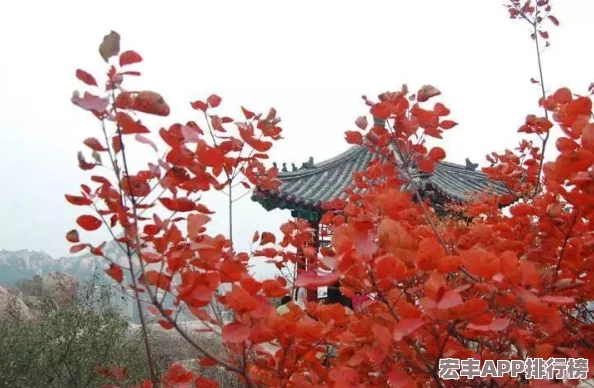 守望先锋竞技场：天梯赛季英雄登场热度榜单-谁是最耀眼之星