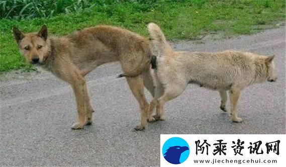 “狗狗夜袭