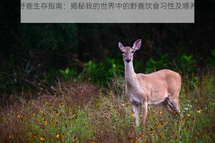暮色野鹿生存指南：揭秘我的世界中的野鹿饮食习性及喂养策略详解