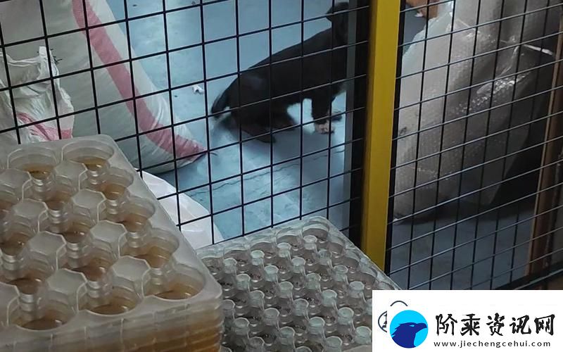 工厂里流浪狗的奇异纪事