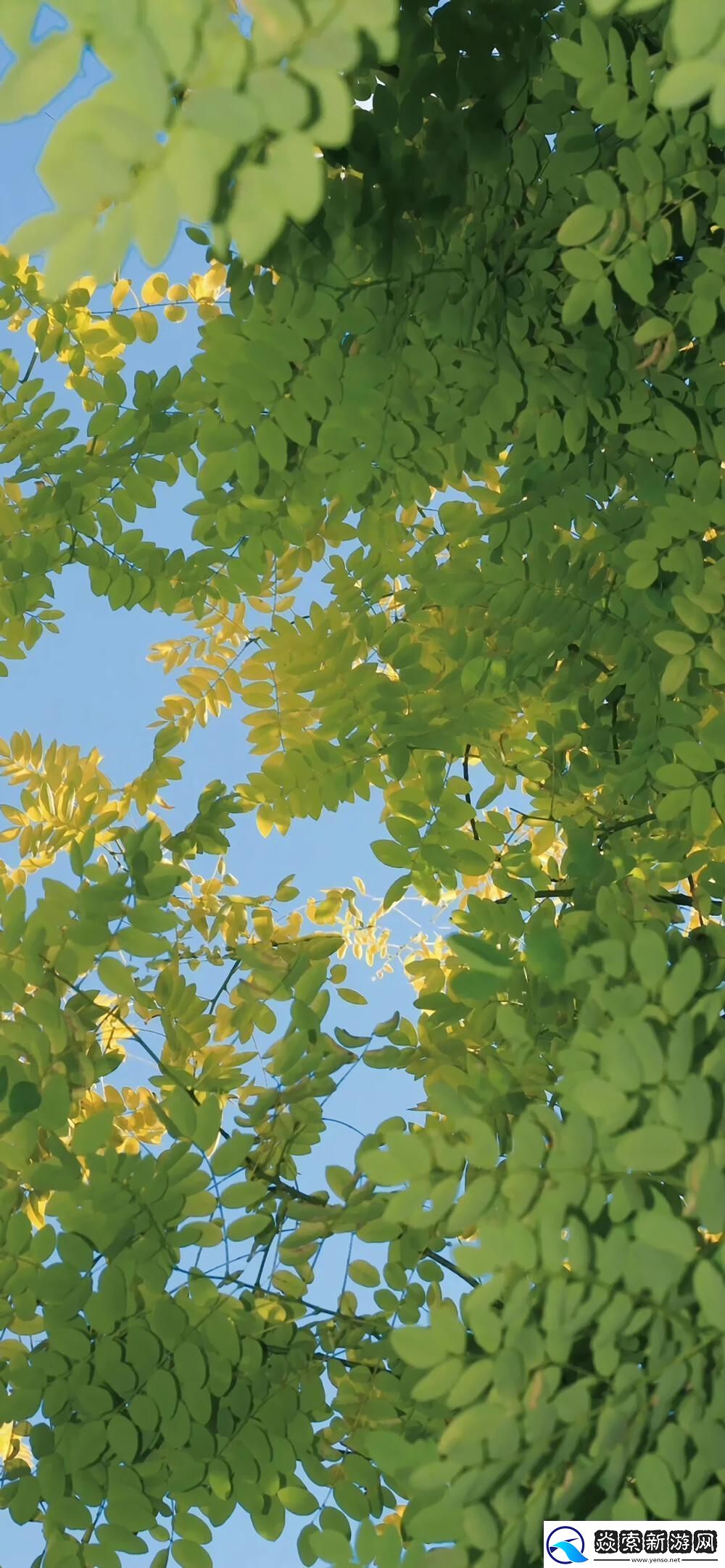 “哇-这不是传说中的WallpaperEngine手机版吗-”