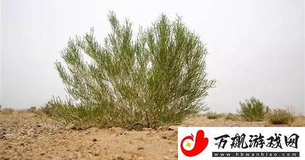 “潮流梭梭树-藏身科技林：寻觅绿意盎然的智慧”