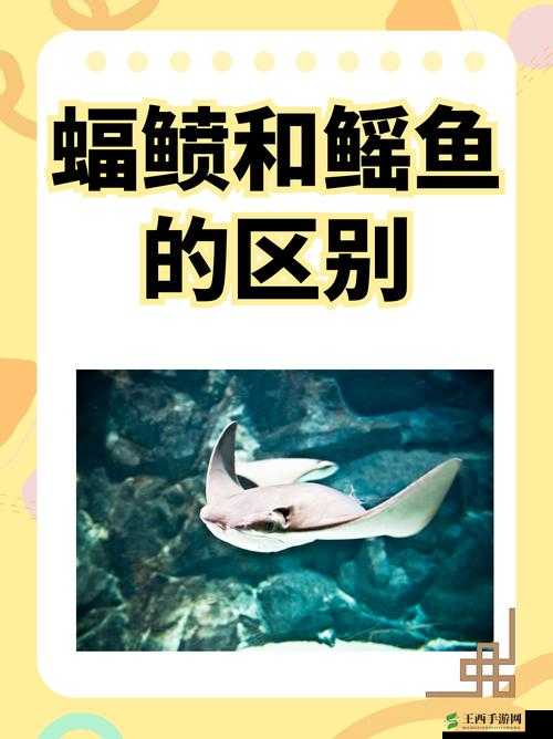揭秘魔鬼鱼的神秘面纱及高效安全捕获的专业技巧