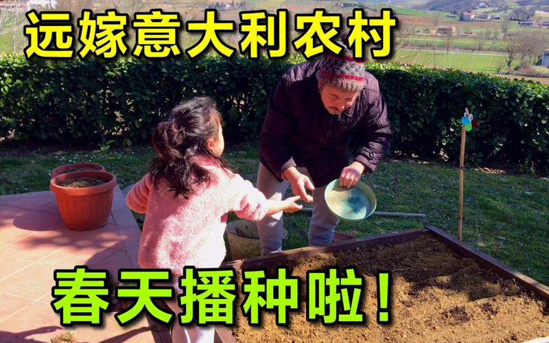 意大利需要爸爸播种2