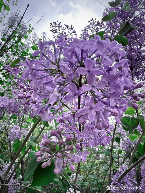 丁香花高清在线观看完整电影