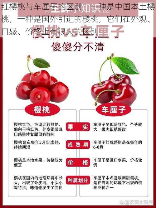 红樱桃与车厘子的区别:一种是中国本土樱桃,一种是国外引进的樱桃,它们在外观、口感、价格上有很大的区别