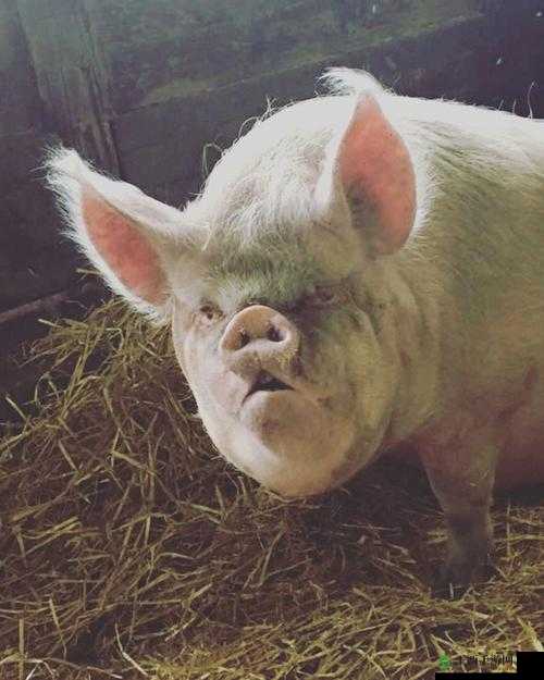 人猪奇特形象：又细又长仿若钻头般的惊人画面