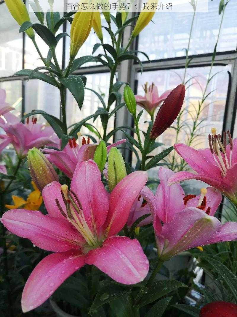 百合怎么做的手势？让我来介绍