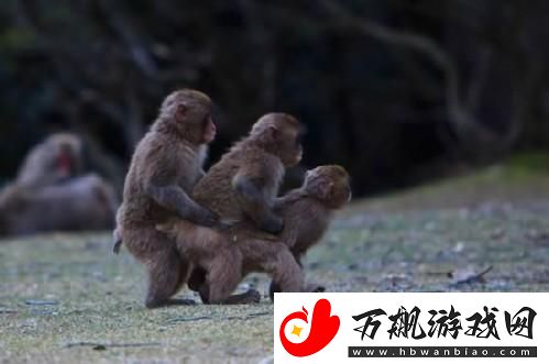 "科技界的奇闻：雌雄猴爱情结晶-引领行业新风向"